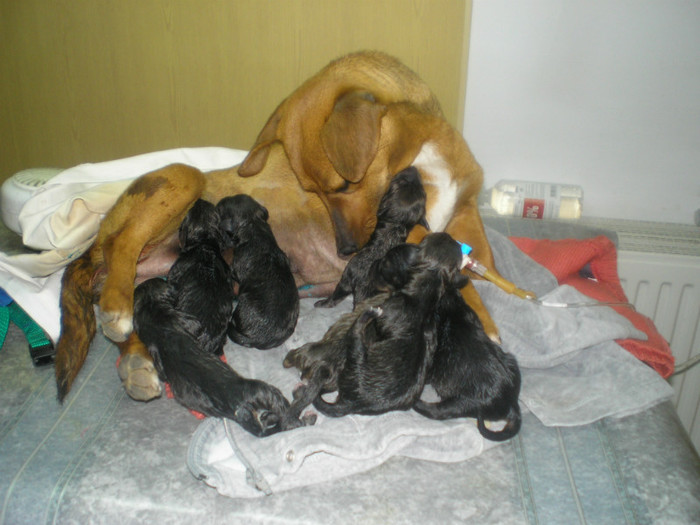 cu surprize...; dupa cezariana...
