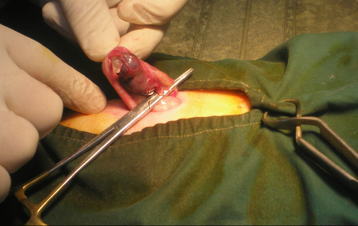 chist ovarian; operatie de sterilizare la pisica
