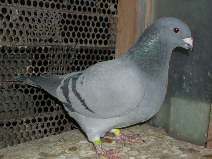 100_4506 - TINERET 2012