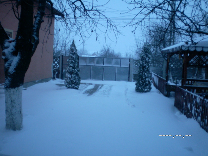SANY4047 - Ningeee in TM  a venit iarna
