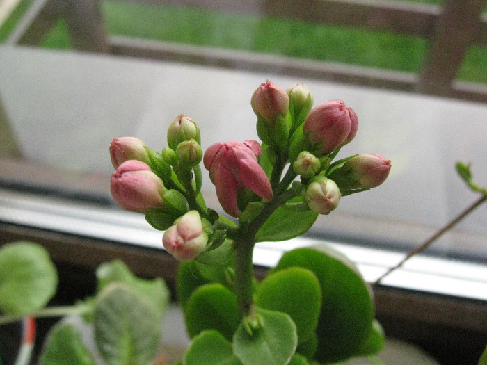 De la Monicuta, draga de ea - Kalanchoe