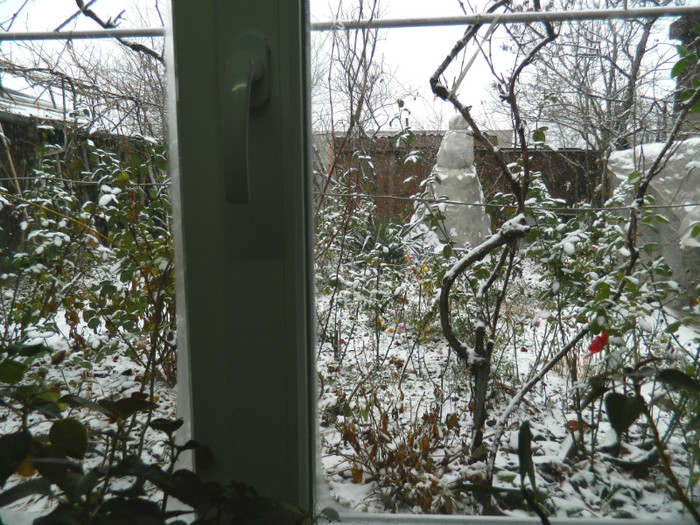 DSCN3288 decembrie 8 - DECEMBRIE 2012