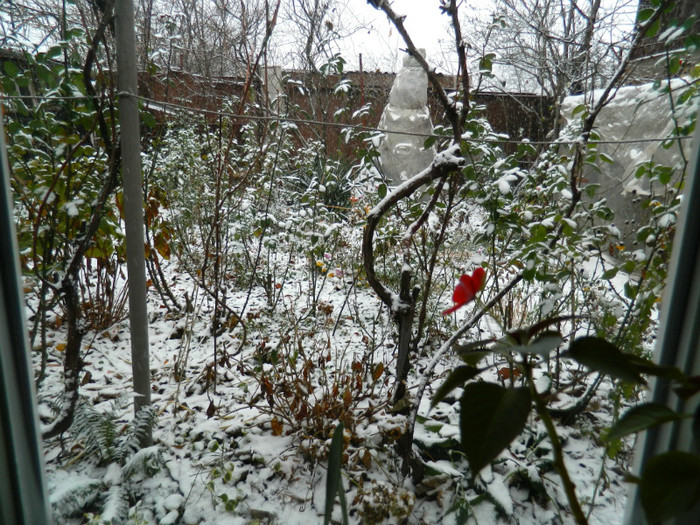 DSCN3289 - DECEMBRIE 2012