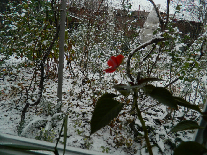 DSCN3290 - DECEMBRIE 2012