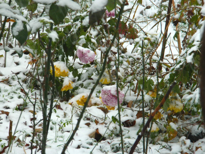 DSCN3293 - DECEMBRIE 2012