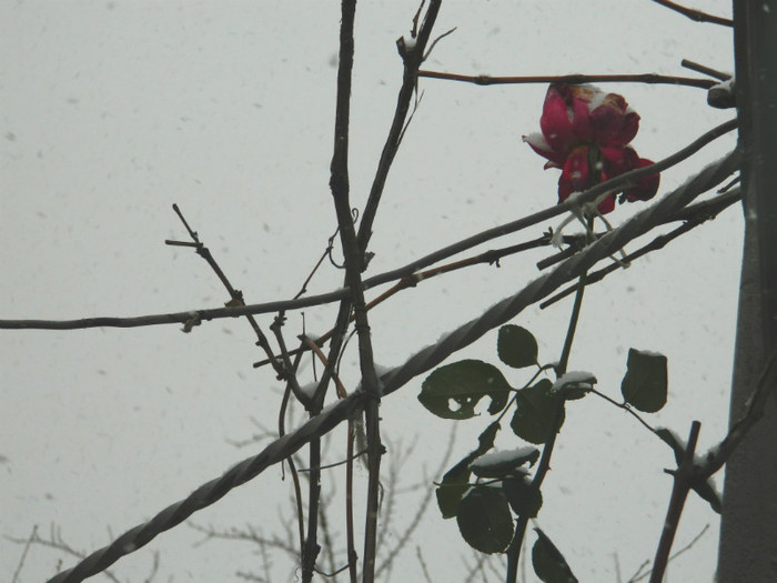 DSCN3296 - DECEMBRIE 2012