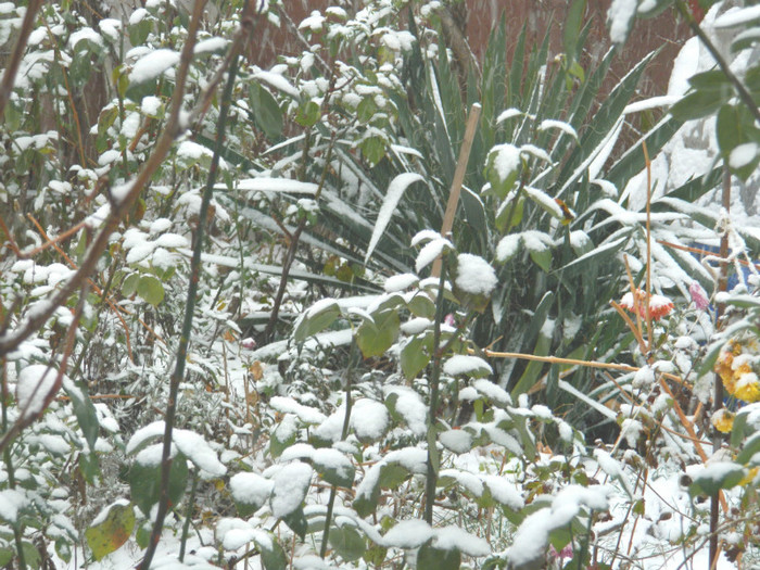 DSCN3297 - DECEMBRIE 2012