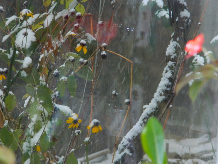 DSCN3300 - DECEMBRIE 2012