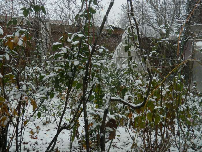 DSCN3301 - DECEMBRIE 2012