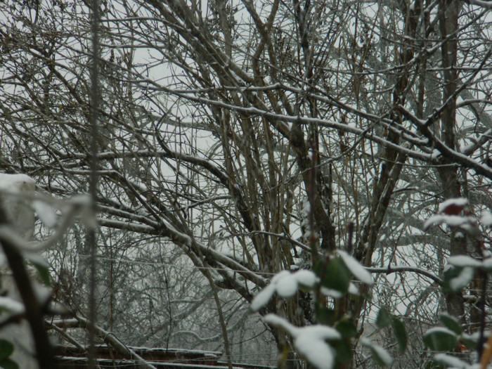 DSCN3302 - DECEMBRIE 2012