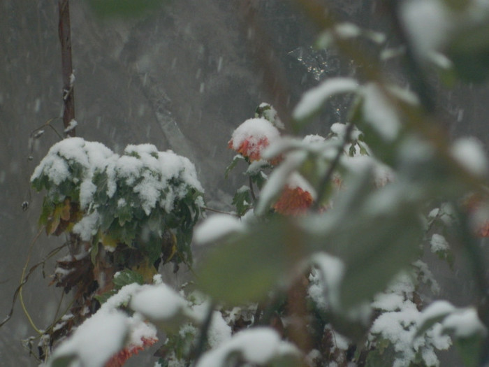 DSCN3303 - DECEMBRIE 2012