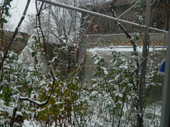 DSCN3307 - DECEMBRIE 2012