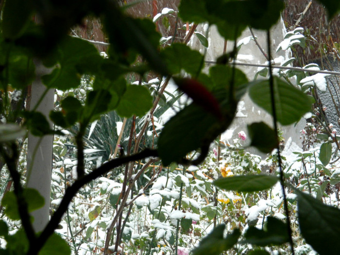 DSCN3311 - DECEMBRIE 2012