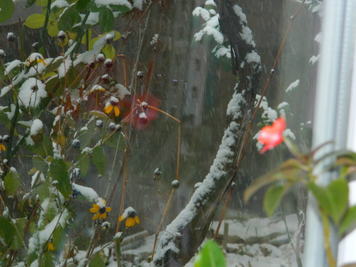 DSCN3313 - DECEMBRIE 2012