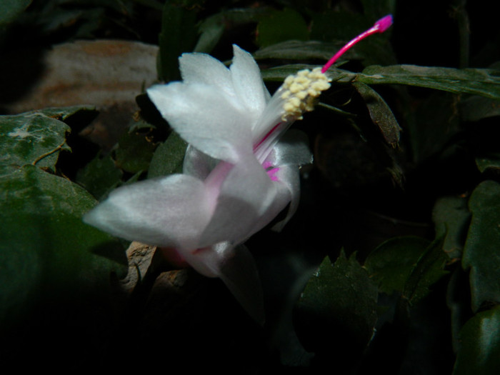 DSCN3318 - DECEMBRIE 2012