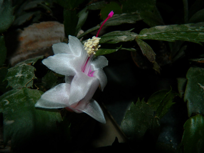 DSCN3319 - DECEMBRIE 2012