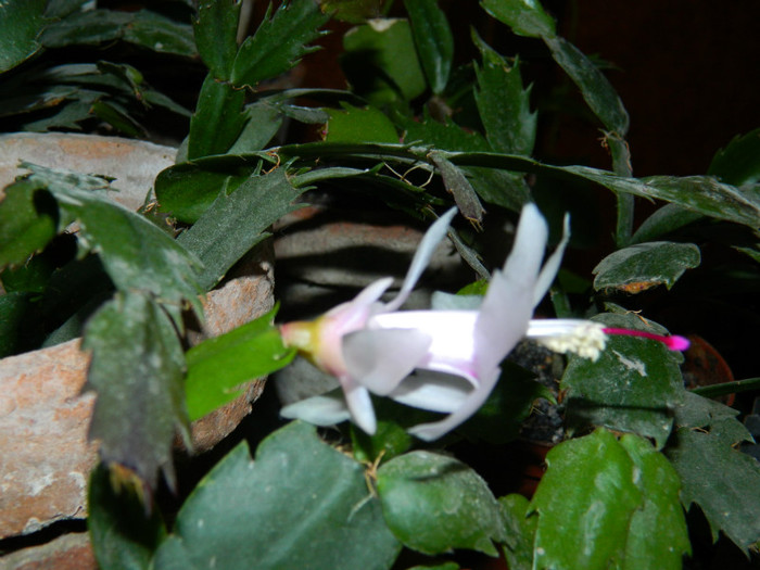 DSCN3321 - DECEMBRIE 2012