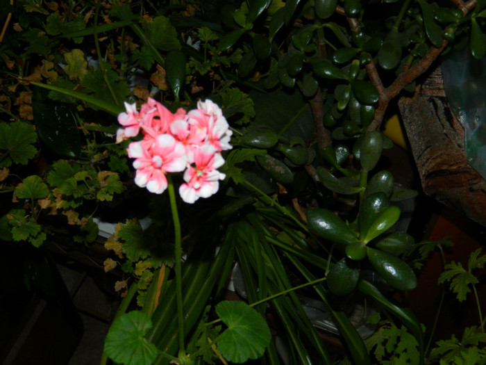 DSCN3322 - DECEMBRIE 2012