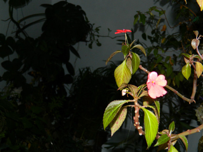 DSCN3323 - DECEMBRIE 2012