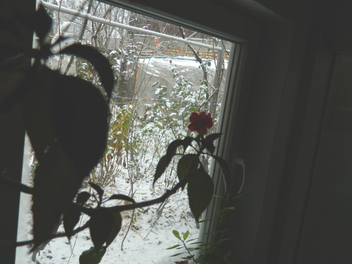 DSCN3324 - DECEMBRIE 2012