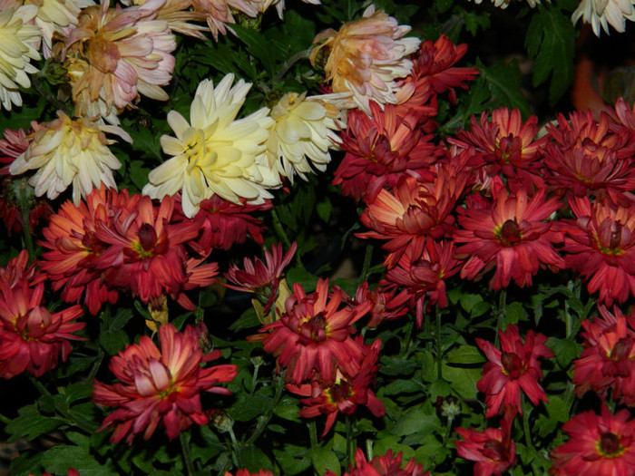 DSCN3325 - DECEMBRIE 2012