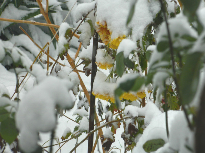 DSCN3327 - DECEMBRIE 2012