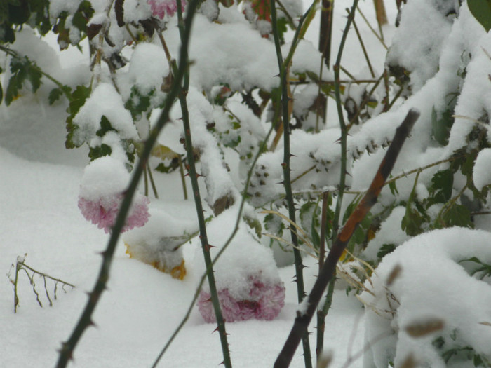 DSCN3328 - DECEMBRIE 2012