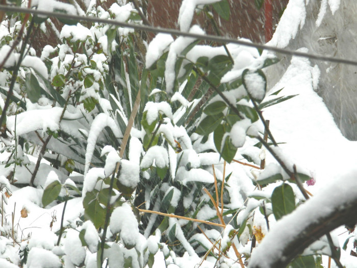 DSCN3330 - DECEMBRIE 2012