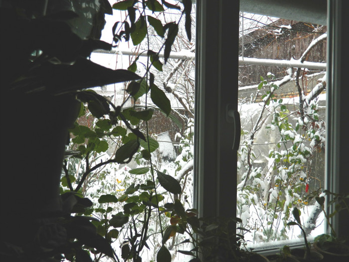 DSCN3338 - DECEMBRIE 2012