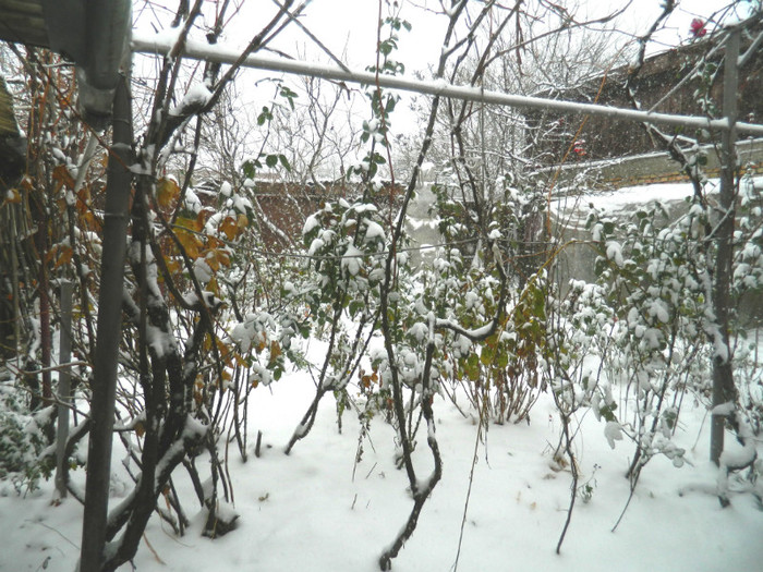 DSCN3339 - DECEMBRIE 2012