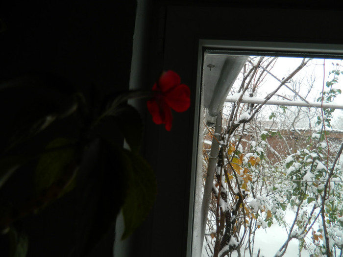 DSCN3340 - DECEMBRIE 2012