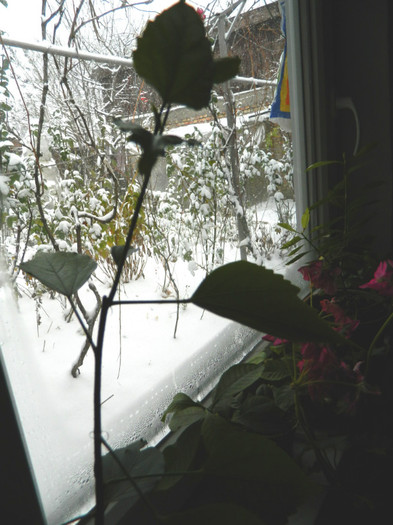 DSCN3341 - DECEMBRIE 2012