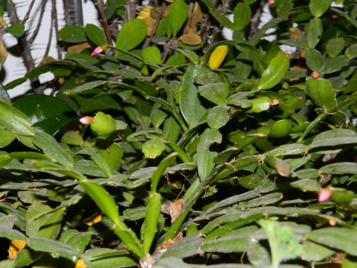 DSCN3342 - DECEMBRIE 2012