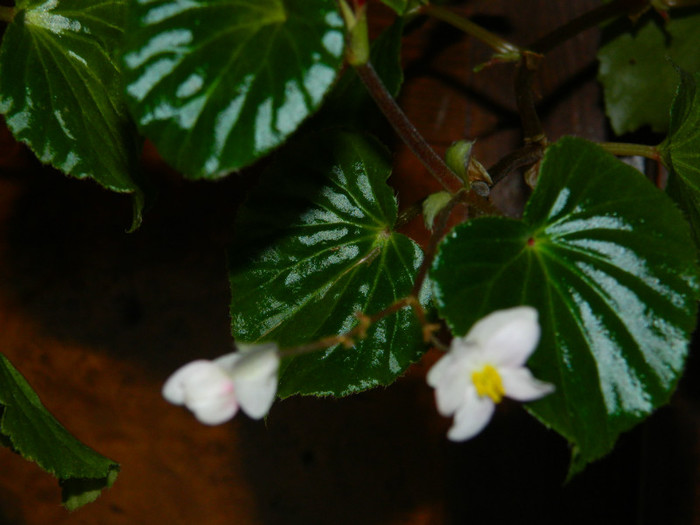 DSCN3347 - DECEMBRIE 2012