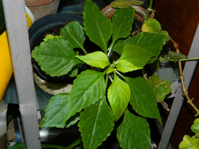 DSCN3349 - DECEMBRIE 2012