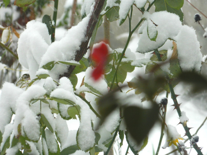 DSCN3351 - DECEMBRIE 2012