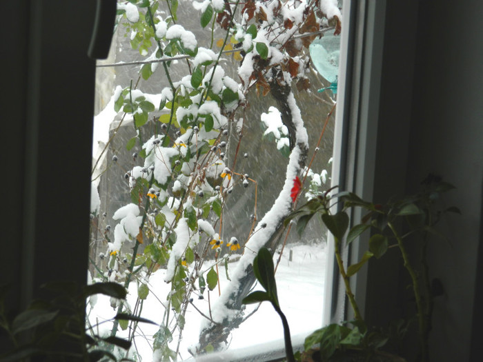 DSCN3353 - DECEMBRIE 2012