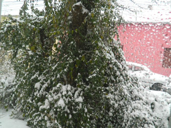 DSCN3354 - DECEMBRIE 2012