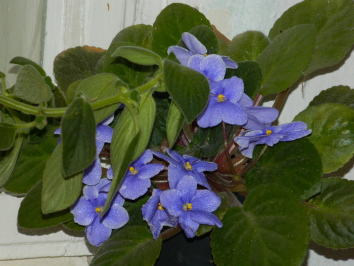 DSCN3355 - DECEMBRIE 2012