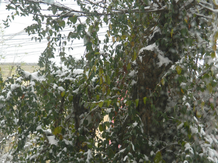 DSCN3362 - DECEMBRIE 2012