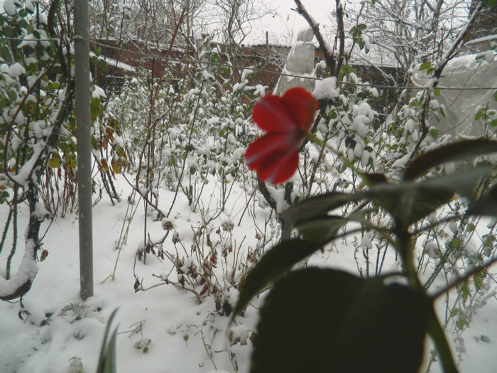 DSCN3365 - DECEMBRIE 2012