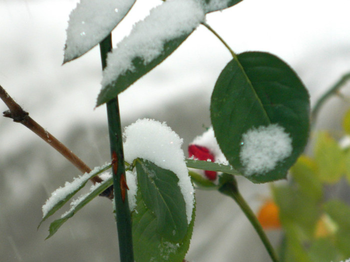 DSCN3367 - DECEMBRIE 2012