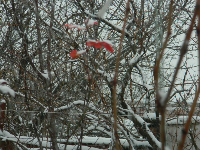 DSCN3368 - DECEMBRIE 2012