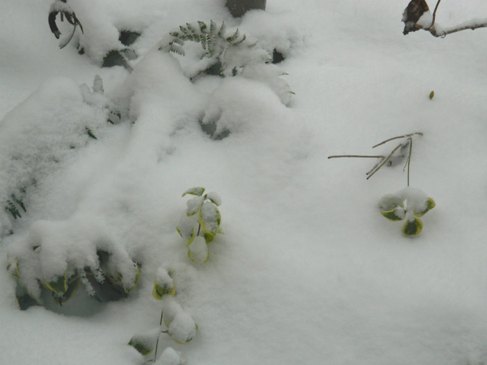 DSCN3369 - DECEMBRIE 2012