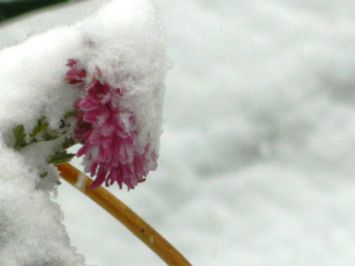 DSCN3372 - DECEMBRIE 2012