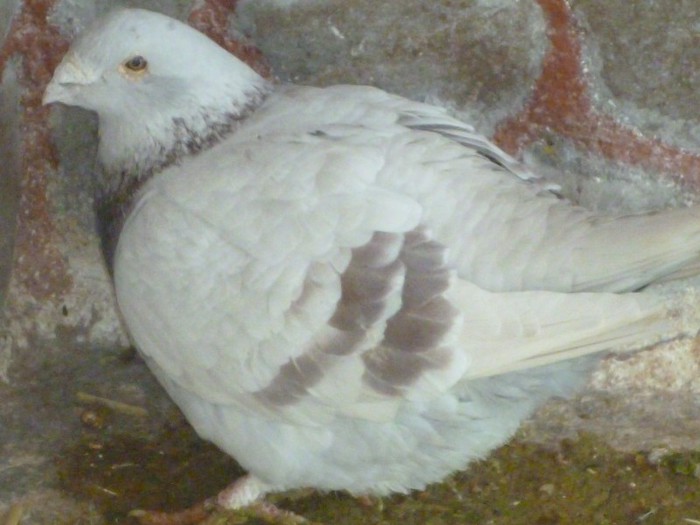 P1000197 - Porumbei Argintii masculi