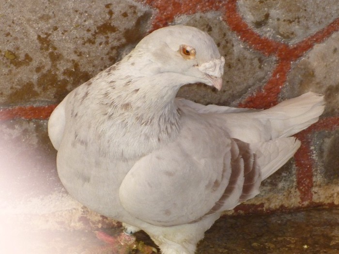 P1000211 - Porumbei Argintii masculi