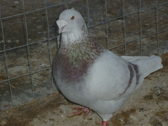 P1000613 - Porumbei Argintii masculi