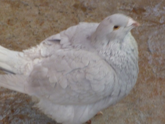 P1000238 - Porumbei Argintii femele