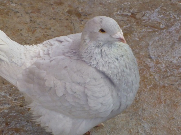 P1000241 - Porumbei Argintii femele